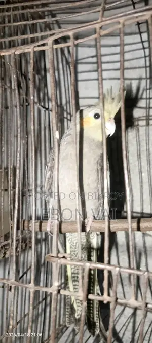 Cockatiel Bird
