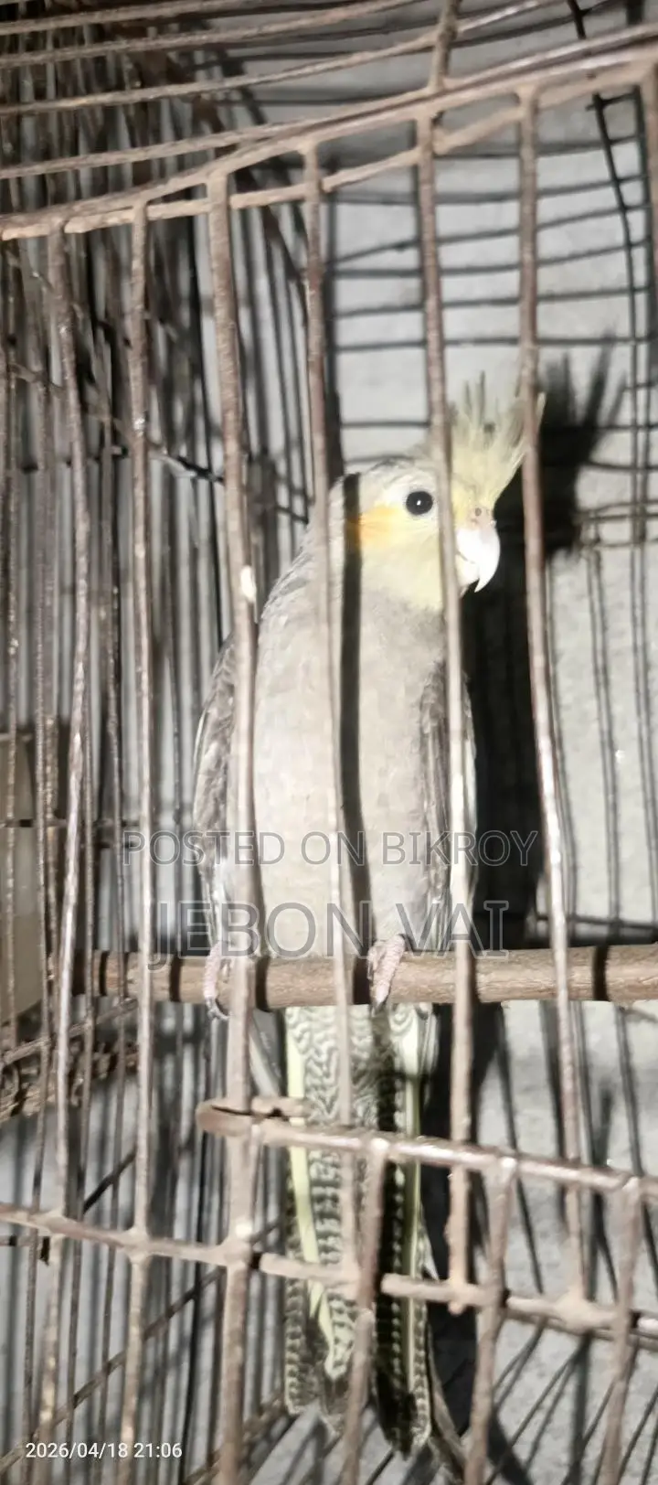 Cockatiel Bird