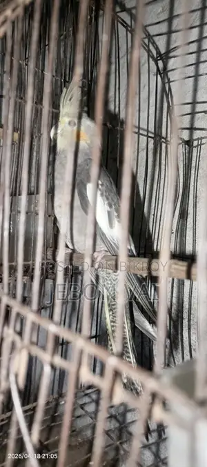 Cockatiel Bird