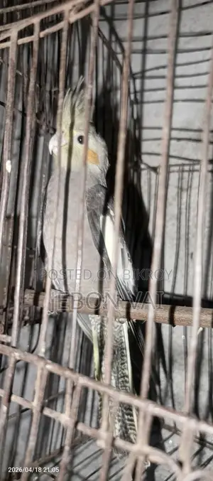 Cockatiel Bird