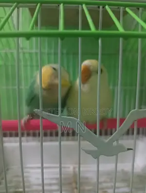 Love Bird