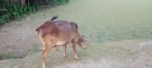 Cow for Sale