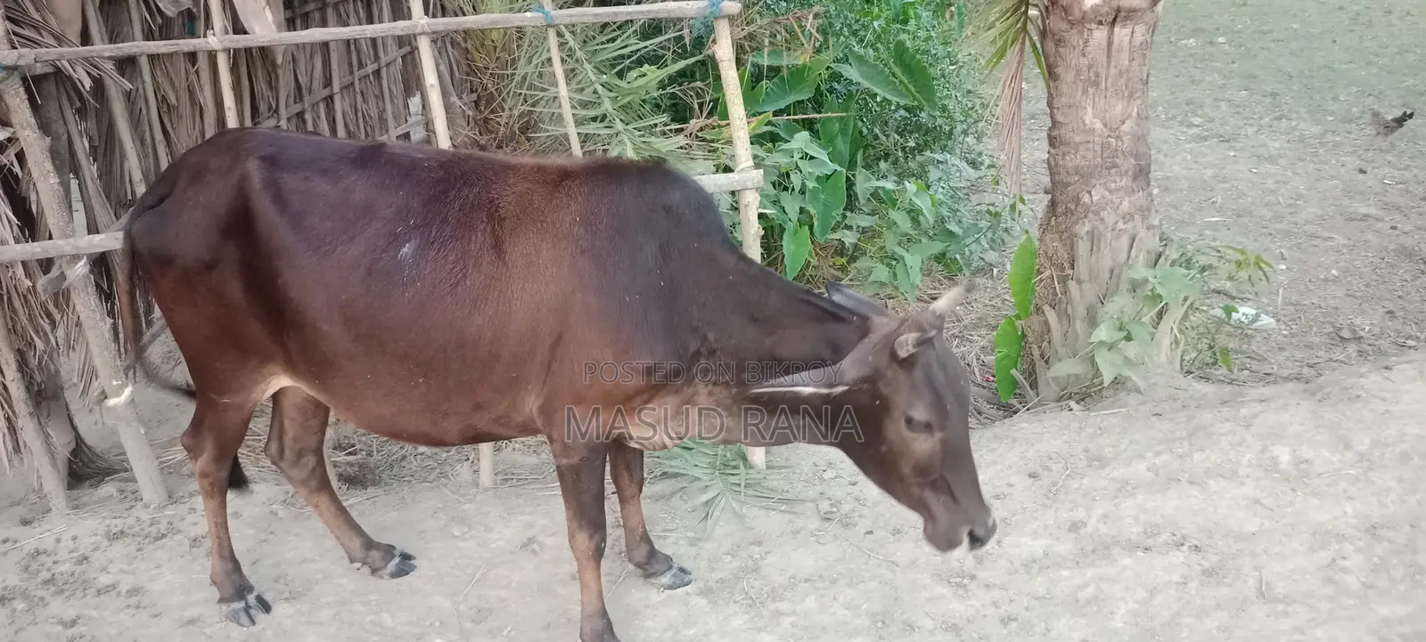 Cow for Sale