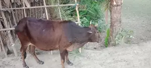 Cow for Sale