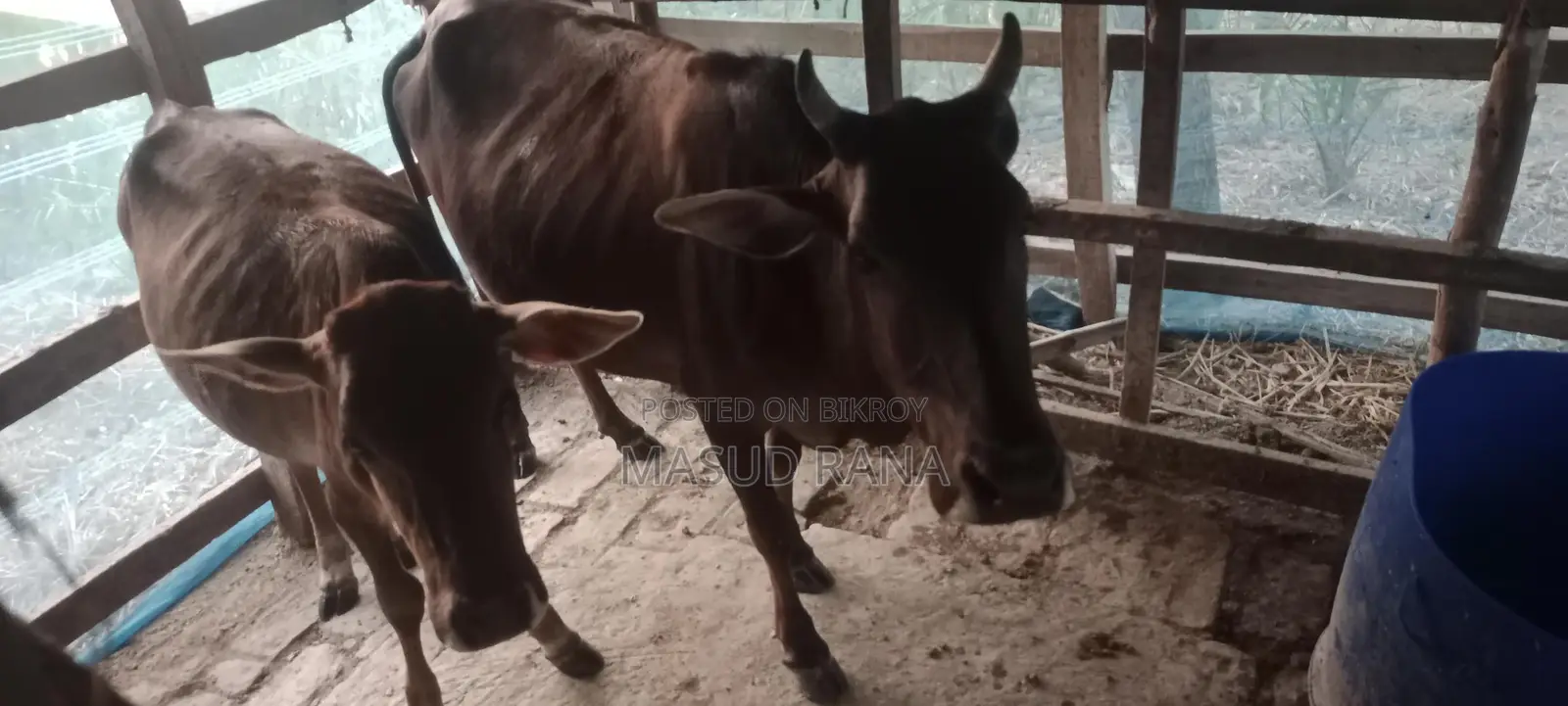 Cow for Sale