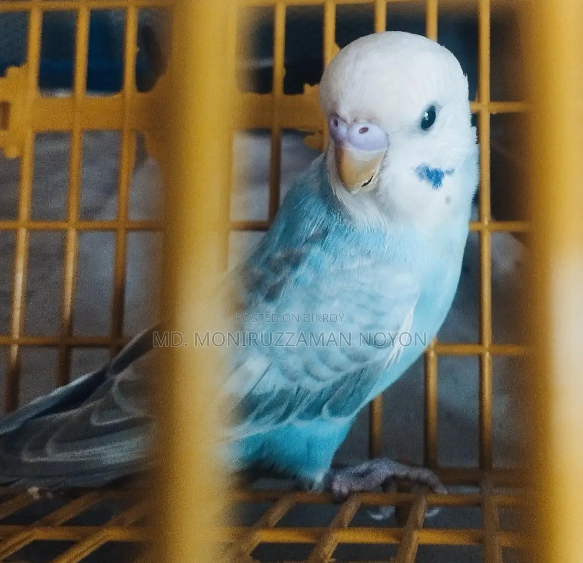 Budgie Bird