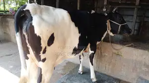 ফ্রিজিয়ান গাভী বকনা বাছুর আছে ।(১১৮২নং)