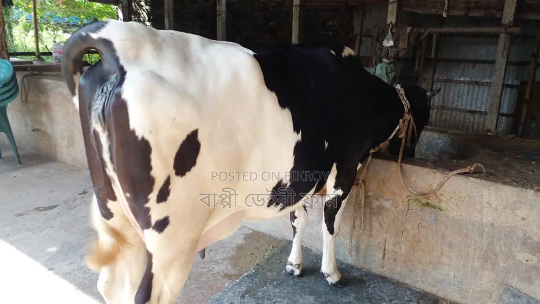 ফ্রিজিয়ান গাভী বকনা বাছুর আছে ।(১১৮২নং)