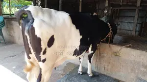 ফ্রিজিয়ান গাভী বকনা বাছুর আছে ।(১১৮২নং)