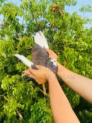Pigeon