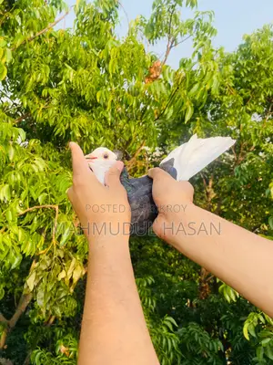 Pigeon