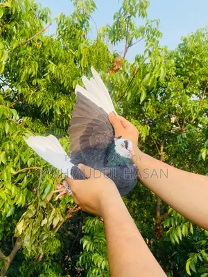 Pigeon