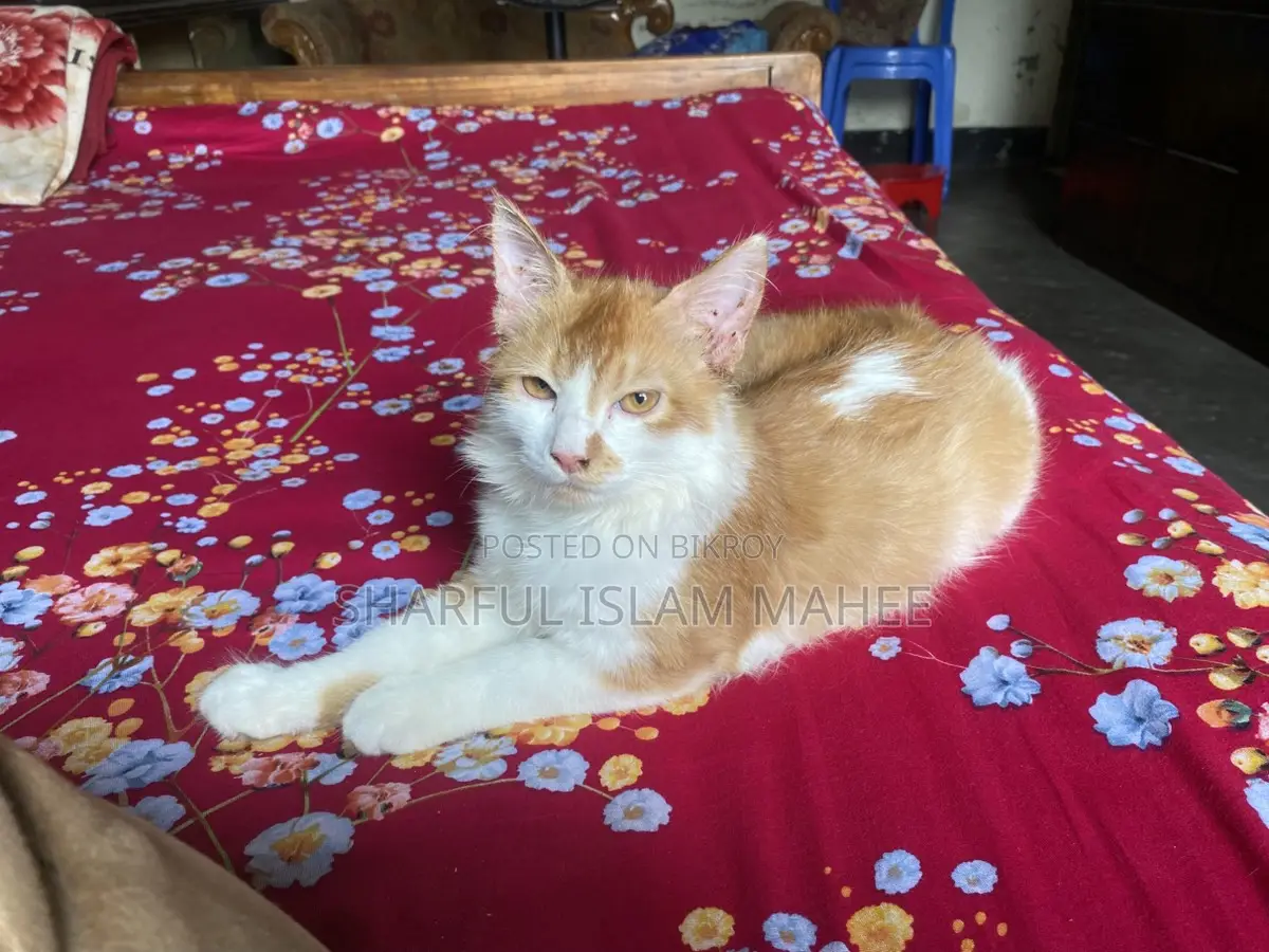 Double Coat Persian Cat