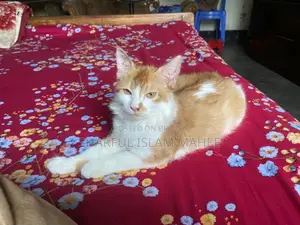 ডাবল কোর্ট পার্সিয়ান