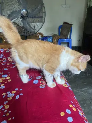 Double Coat Persian Cat