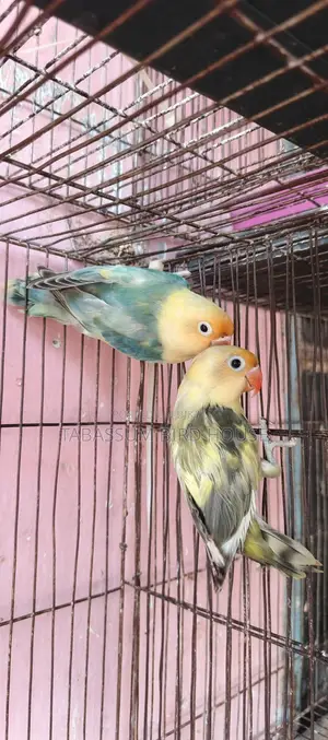 লাভ বার্ড