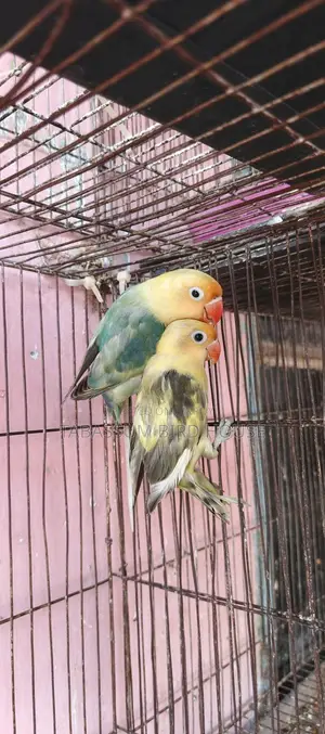 লাভ বার্ড