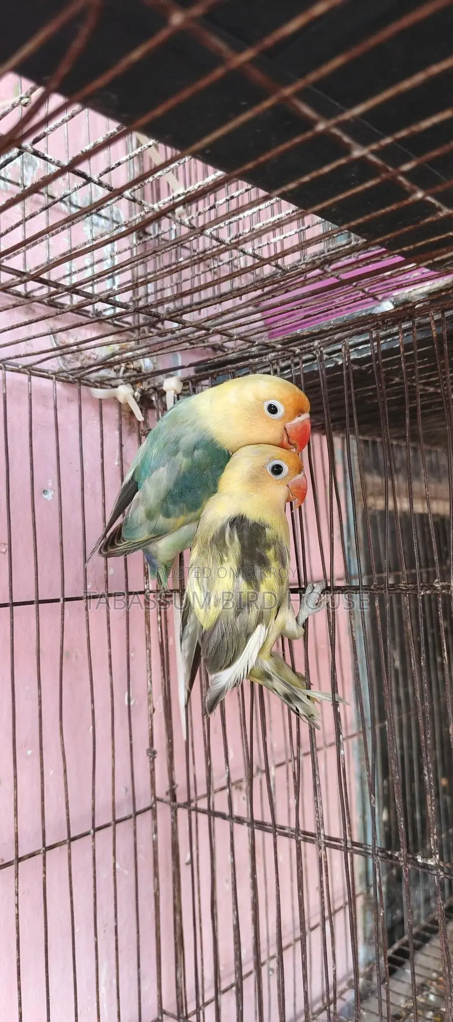 লাভ বার্ড