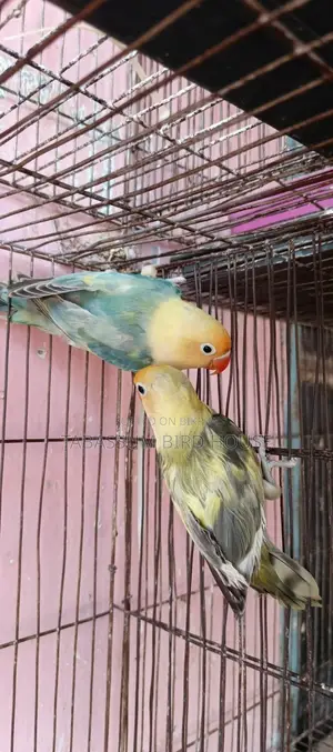 লাভ বার্ড