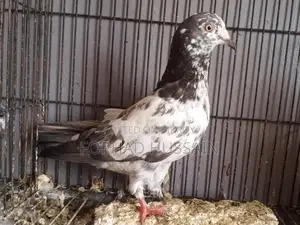 Pigeons for sale
