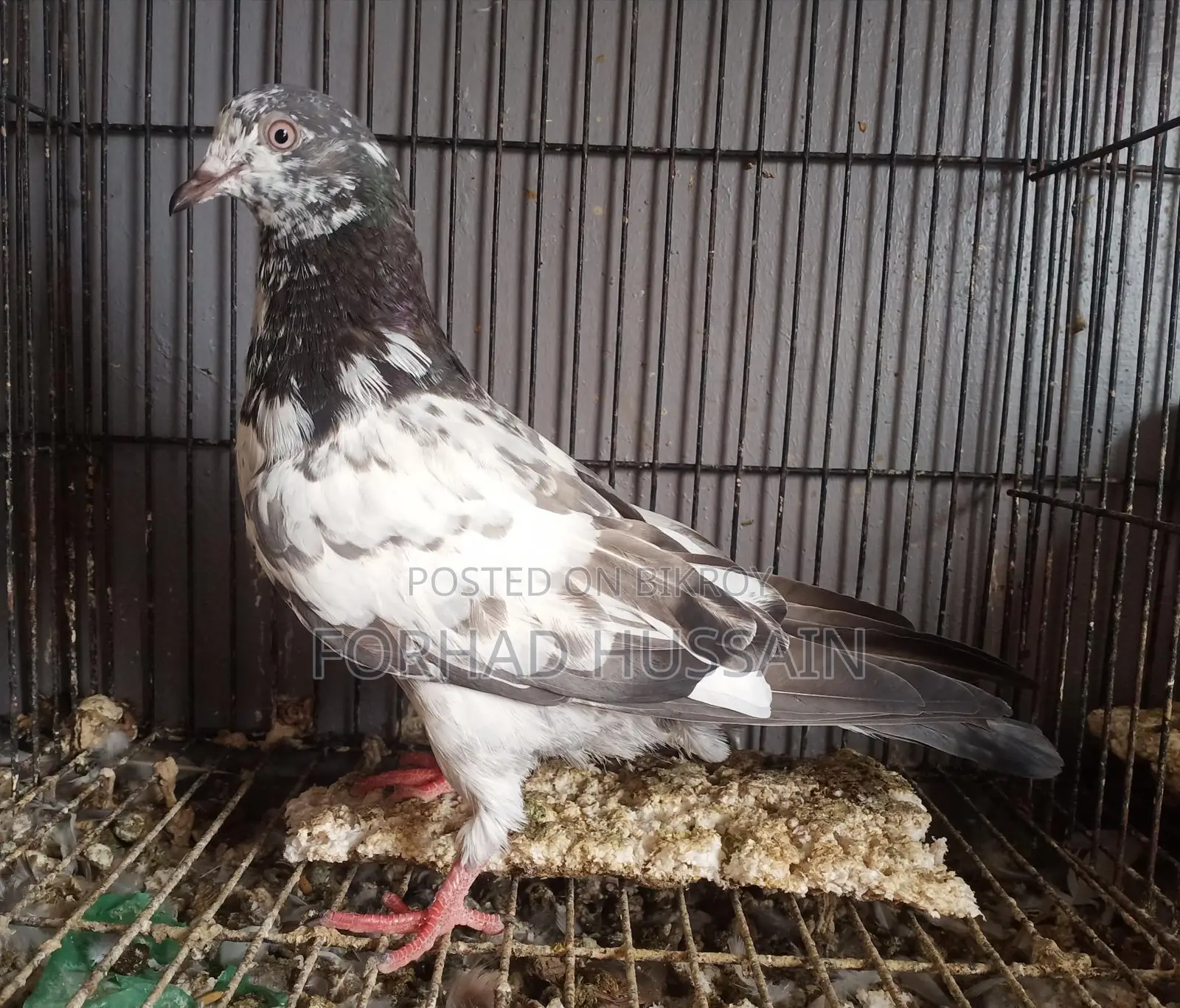 কবুতর বিক্রি করা হবে