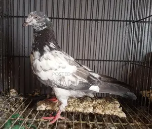 কবুতর বিক্রি করা হবে