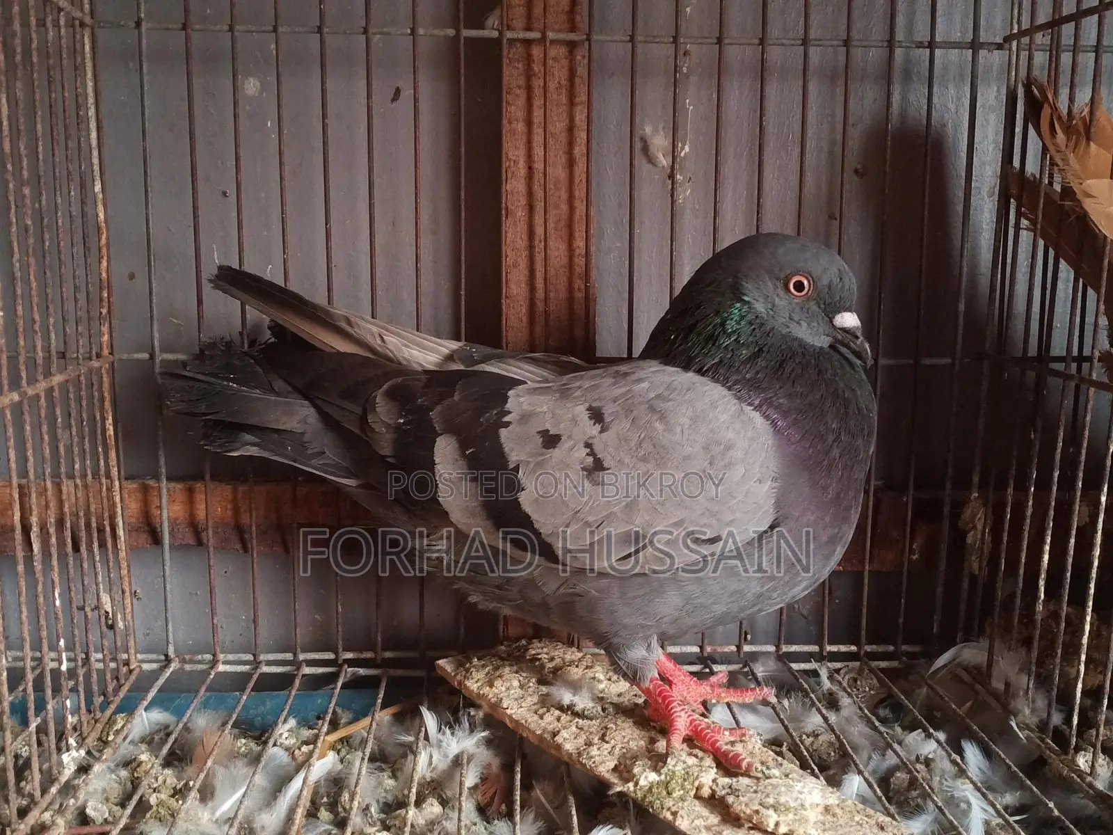 কবুতর বিক্রি করা হবে