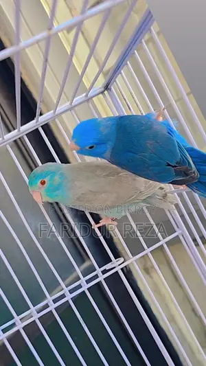 Fallow Pair