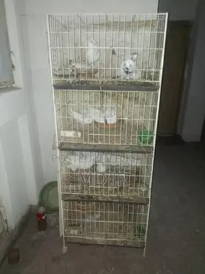 খাচা বিক্রি করা হবে
