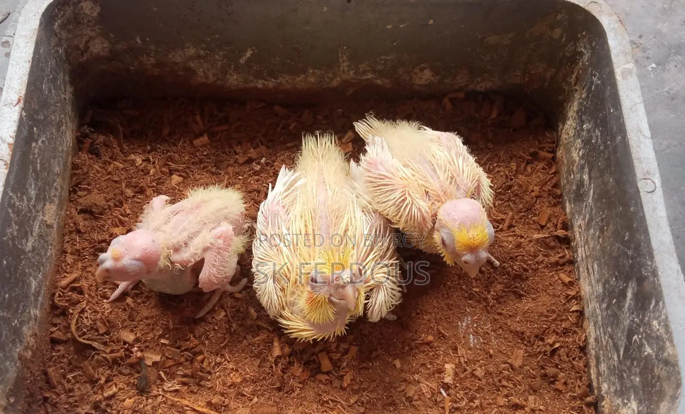 Cockatiel Baby