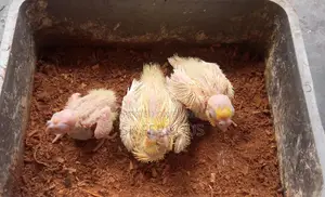 Cockatiel Baby