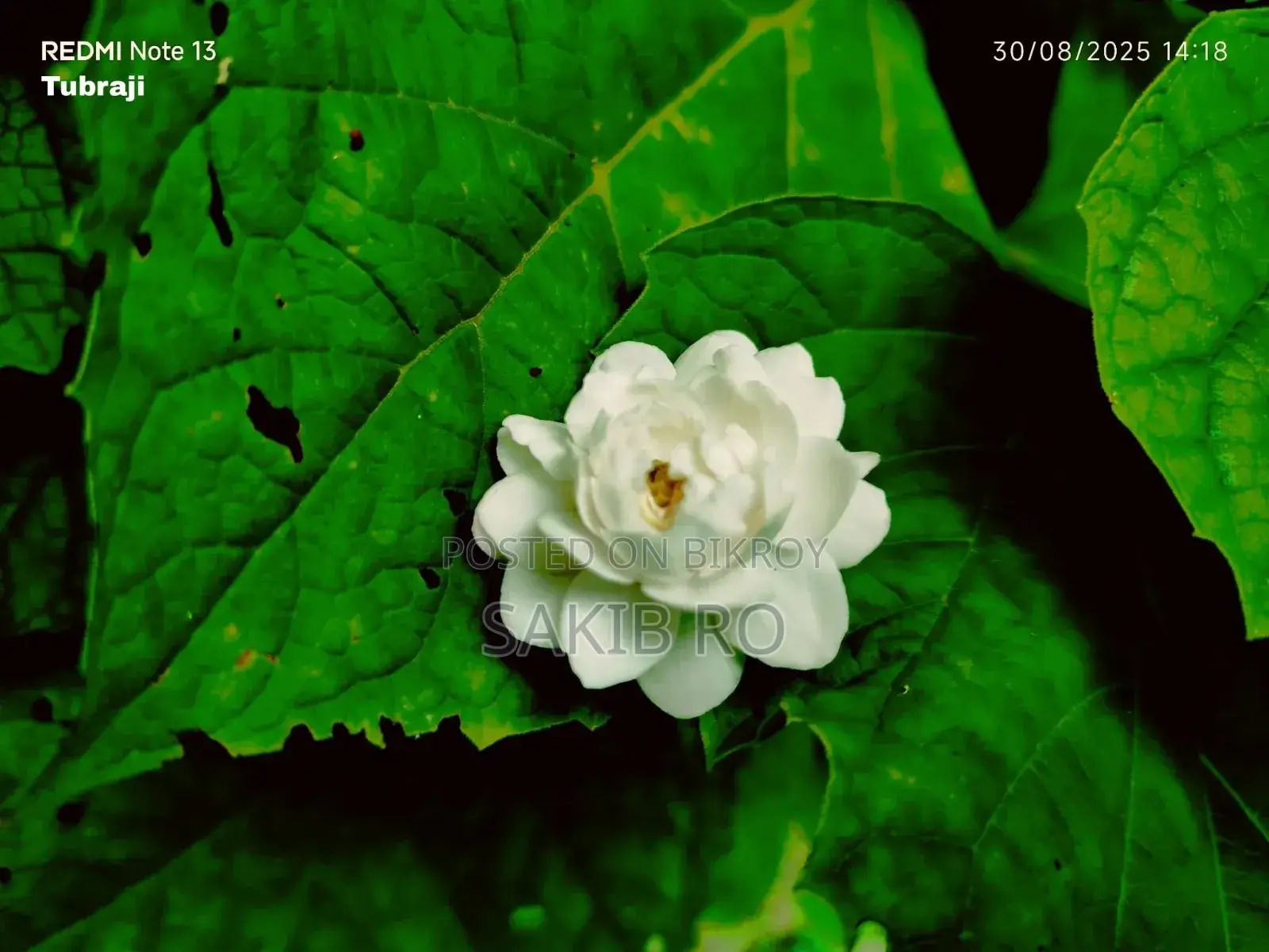 হাজারী বেলী