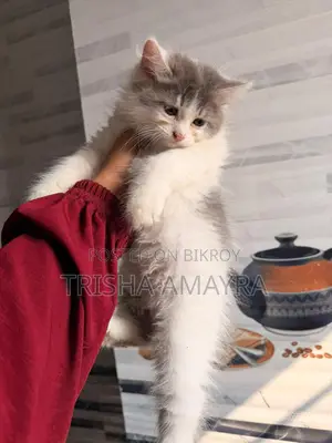 Persian Male Kitten