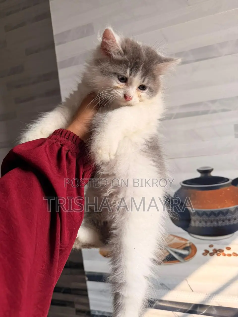 Persian Male Kitten