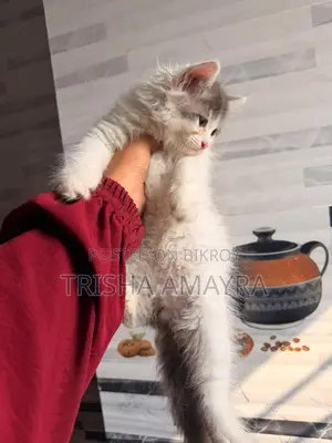 Persian Male Kitten