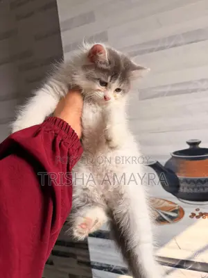 Persian Male Kitten