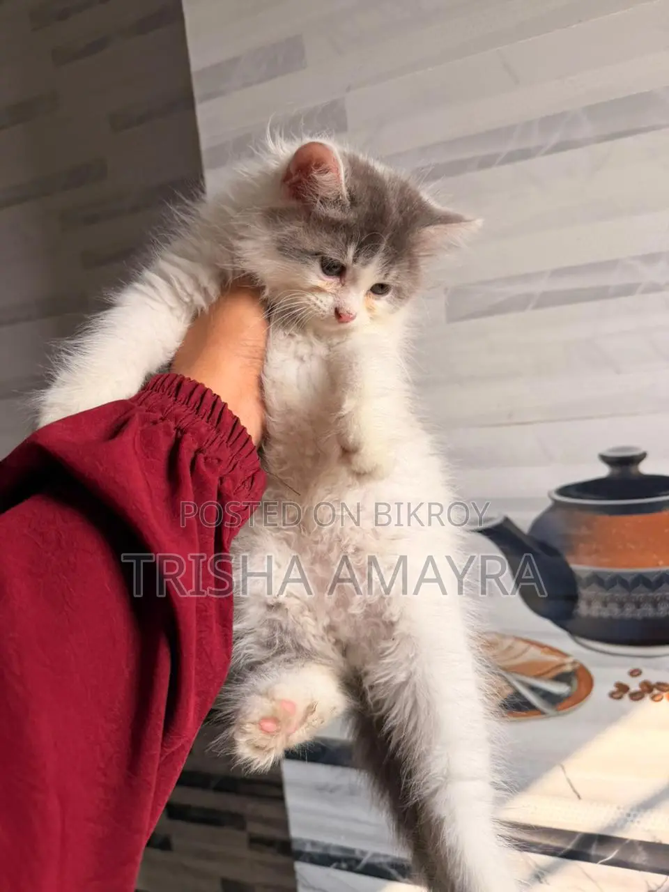 Persian Male Kitten