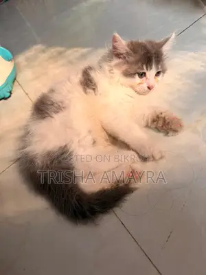 Persian Male Kitten