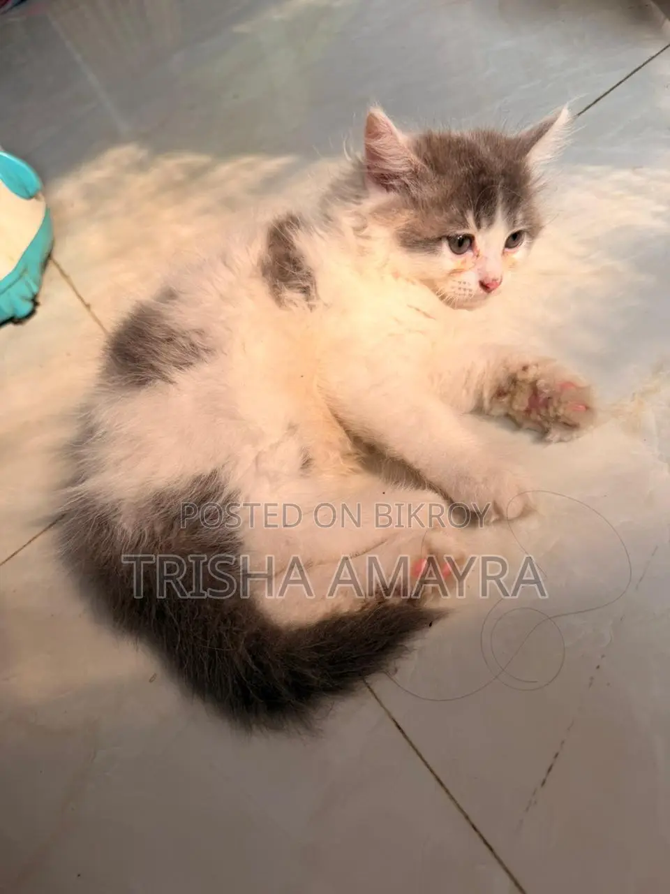 Persian Male Kitten