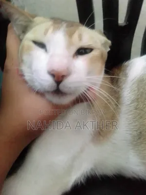 1+ Year Male Mixed Breed Bengal
