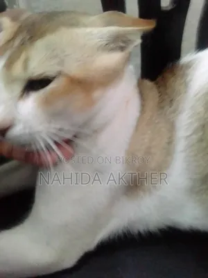 1+ Year Male Mixed Breed Bengal