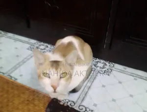 1+ Year Male Mixed Breed Bengal