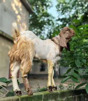 Totapuri Goat Kid