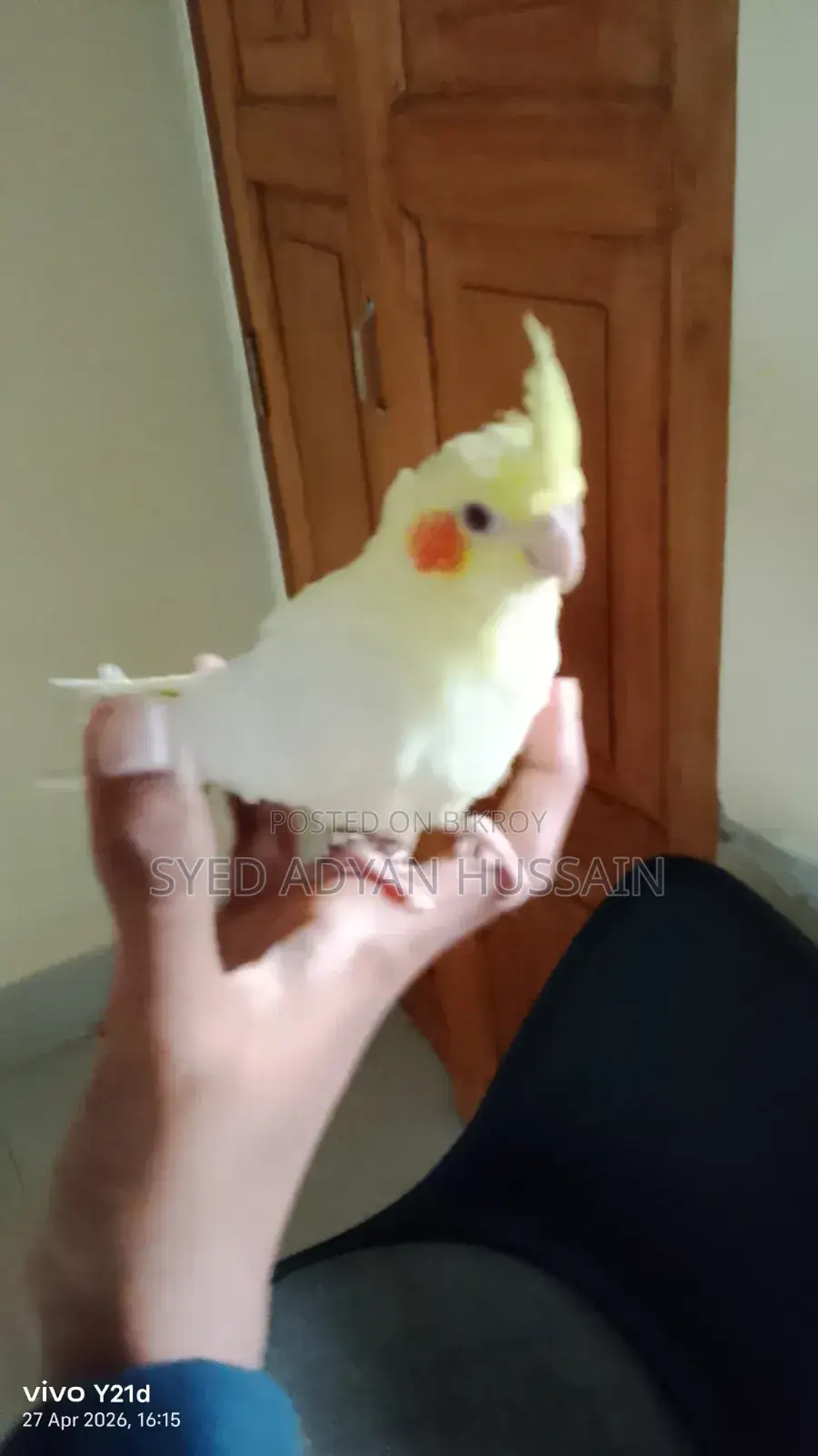 Lutino Cokateil Baby