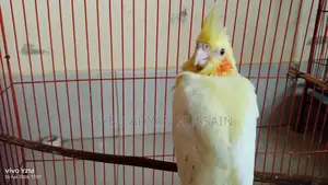 Lutino Cokateil Baby