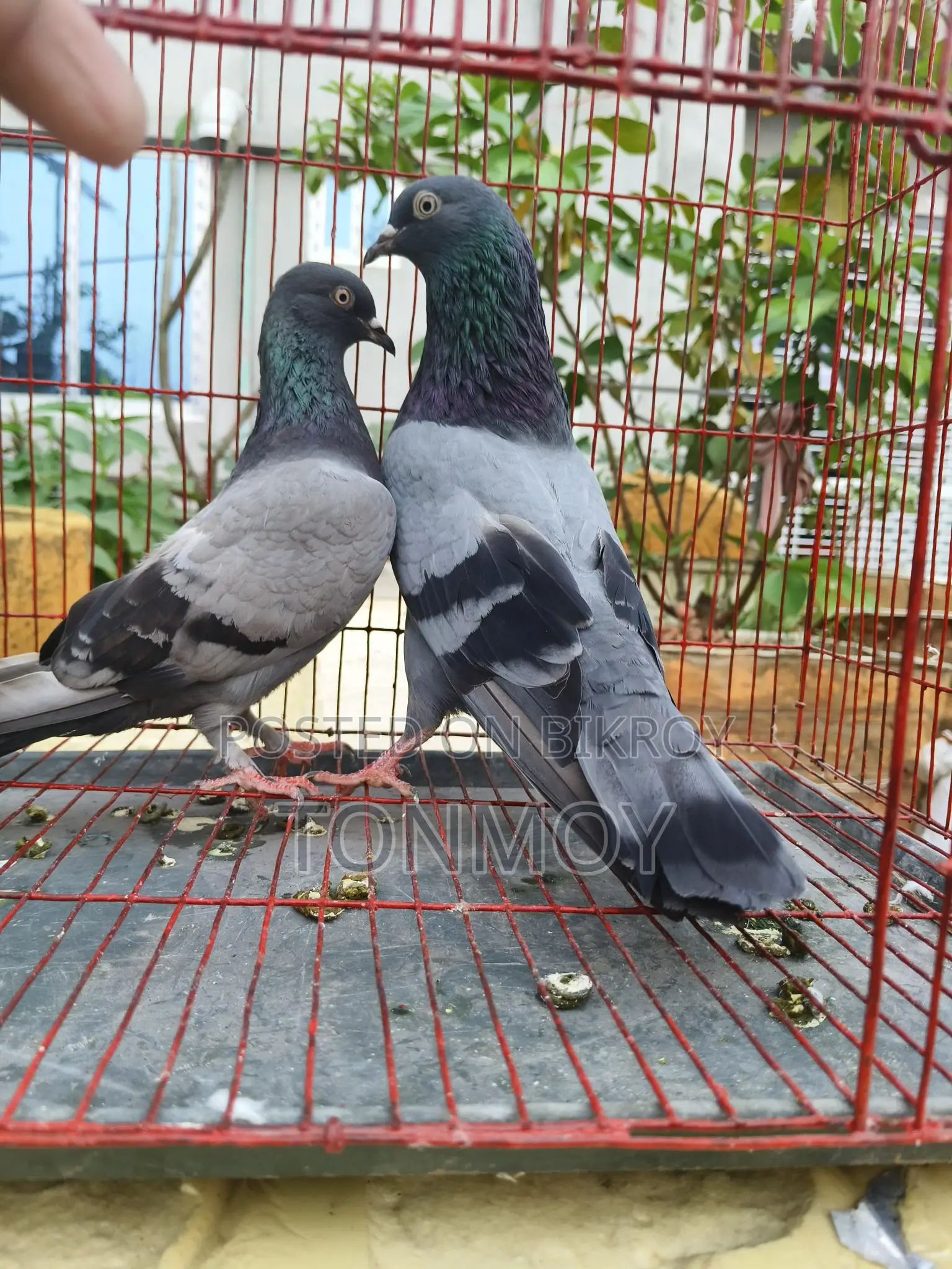 Sobuj Master Pair