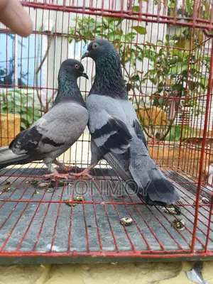 Sobuj Master Pair