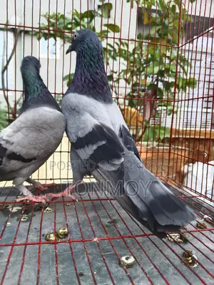 Sobuj Master Pair