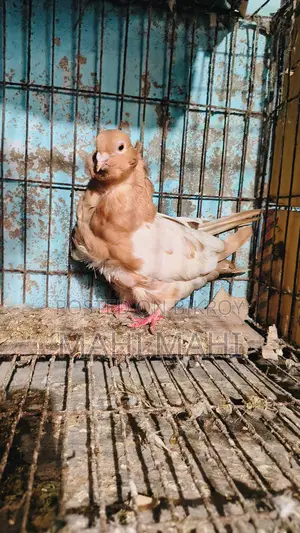 Chinese Owl Pigeon