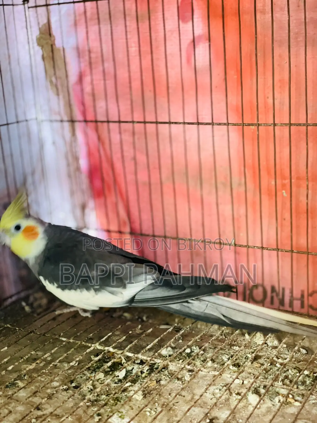 Cockatiel Bird
